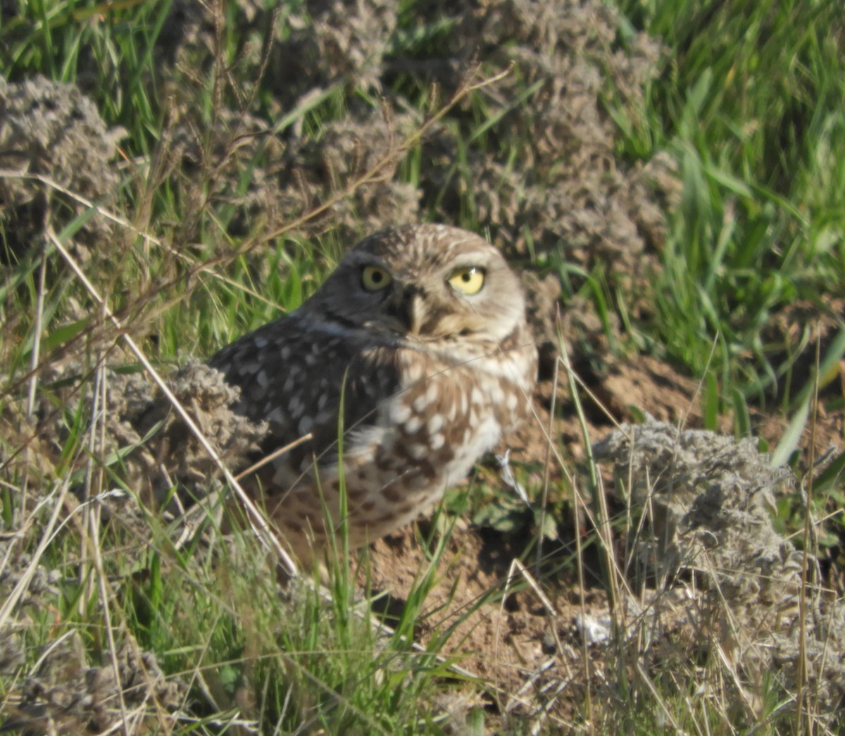 Burrowing Owl - ML209005761