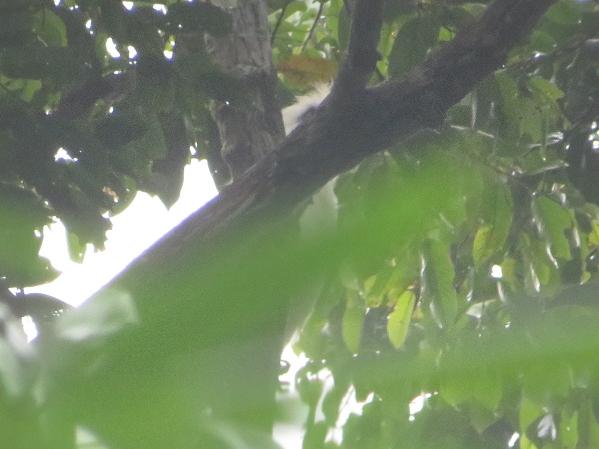 White-crowned Hornbill - ML209006111