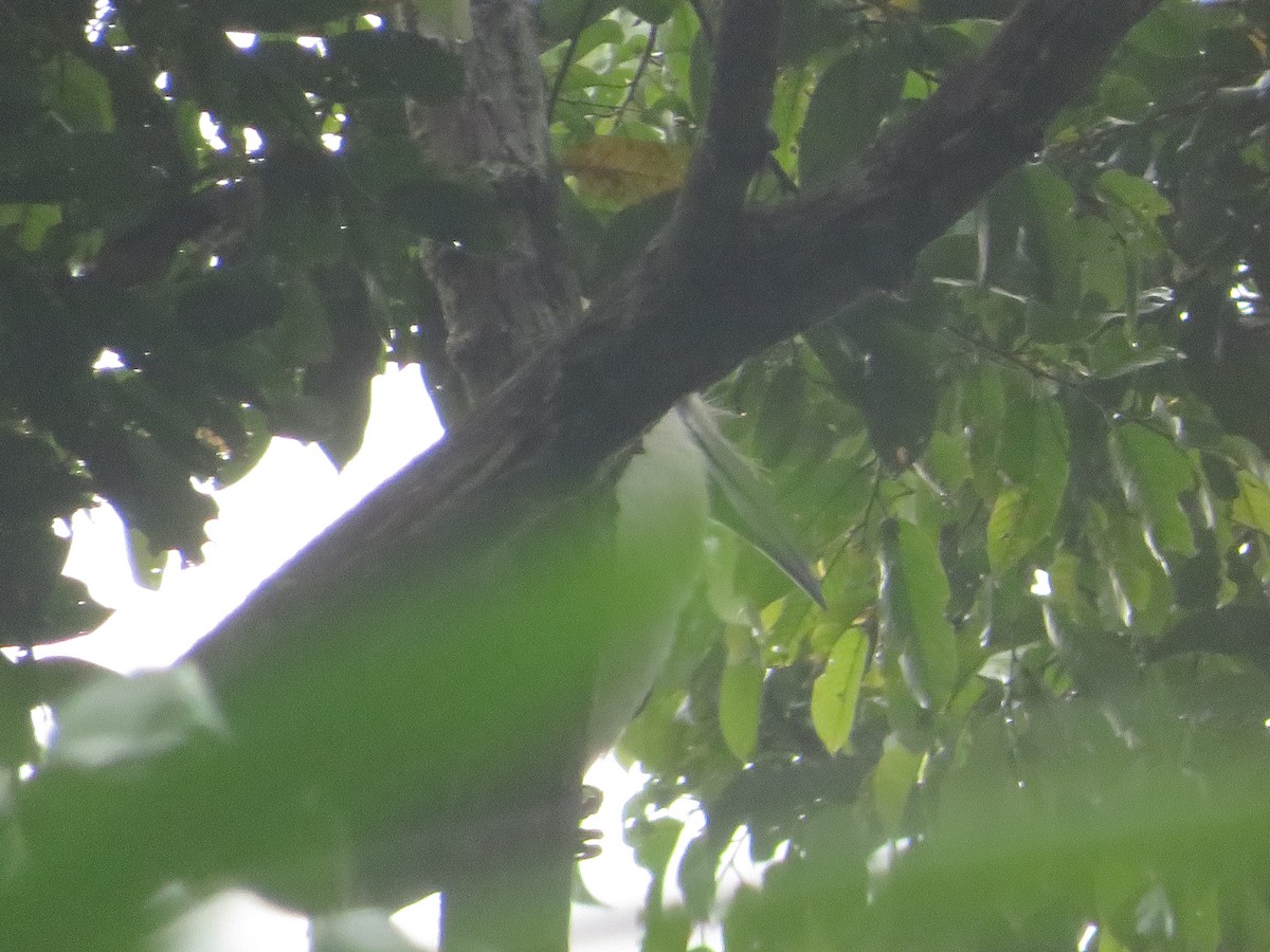 White-crowned Hornbill - ML209006131