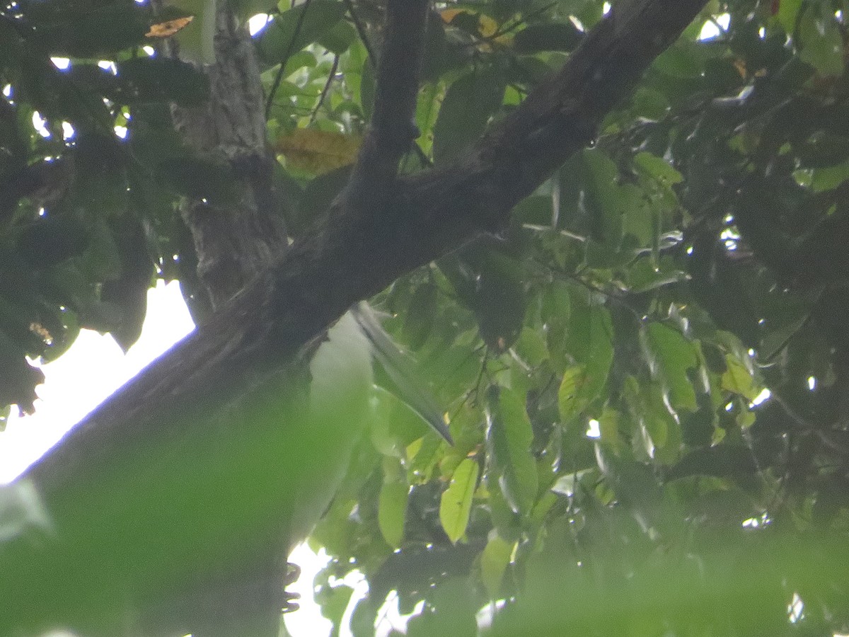 White-crowned Hornbill - ML209006141