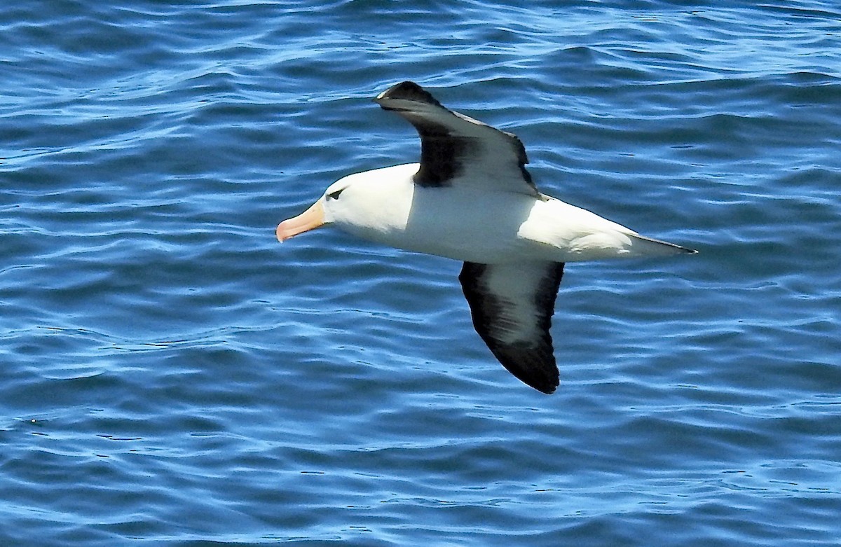 Black-browed Albatross - ML209006151