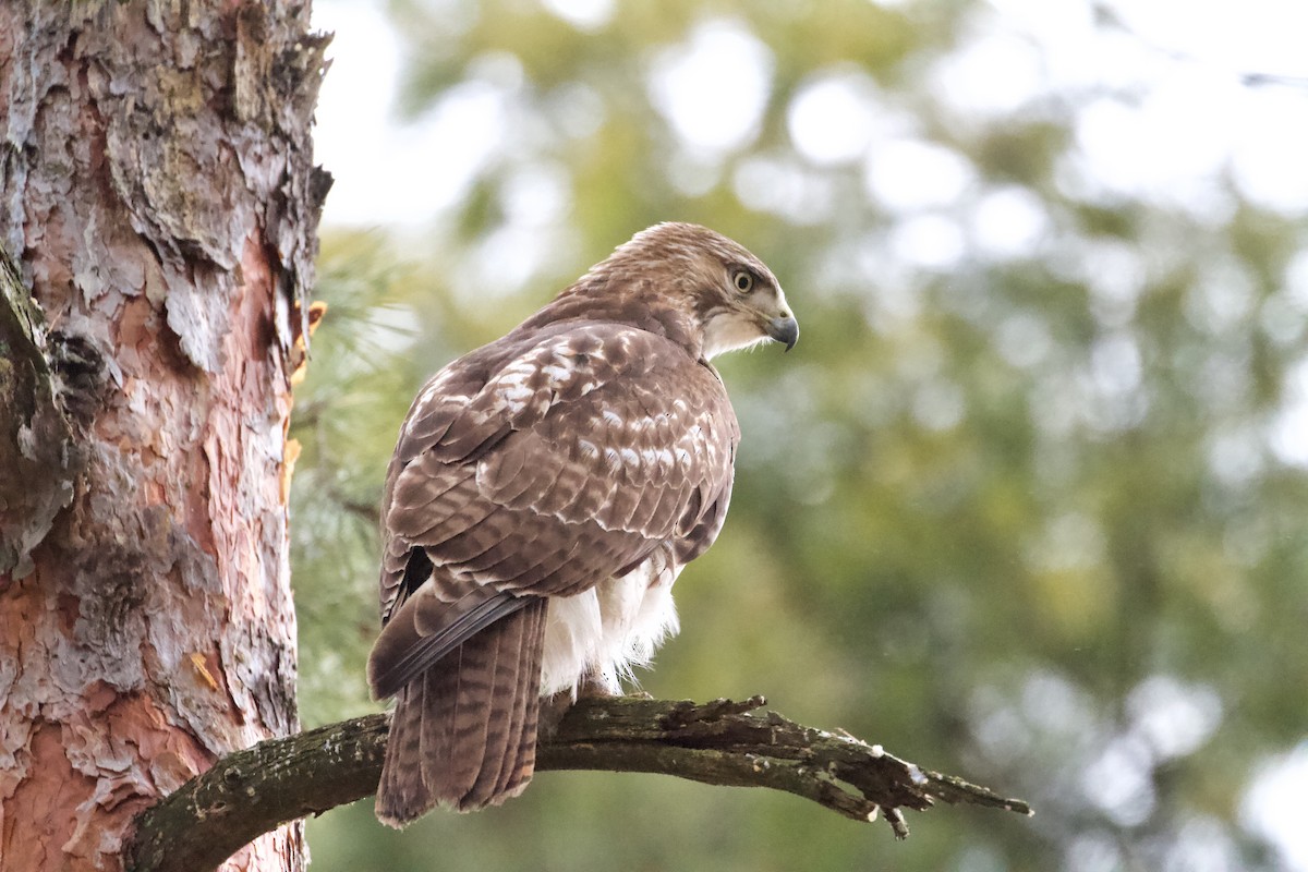 Red-tailed Hawk - Austin Langdon