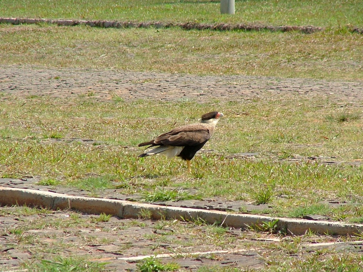 Crested Caracara (Southern) - ML209007691