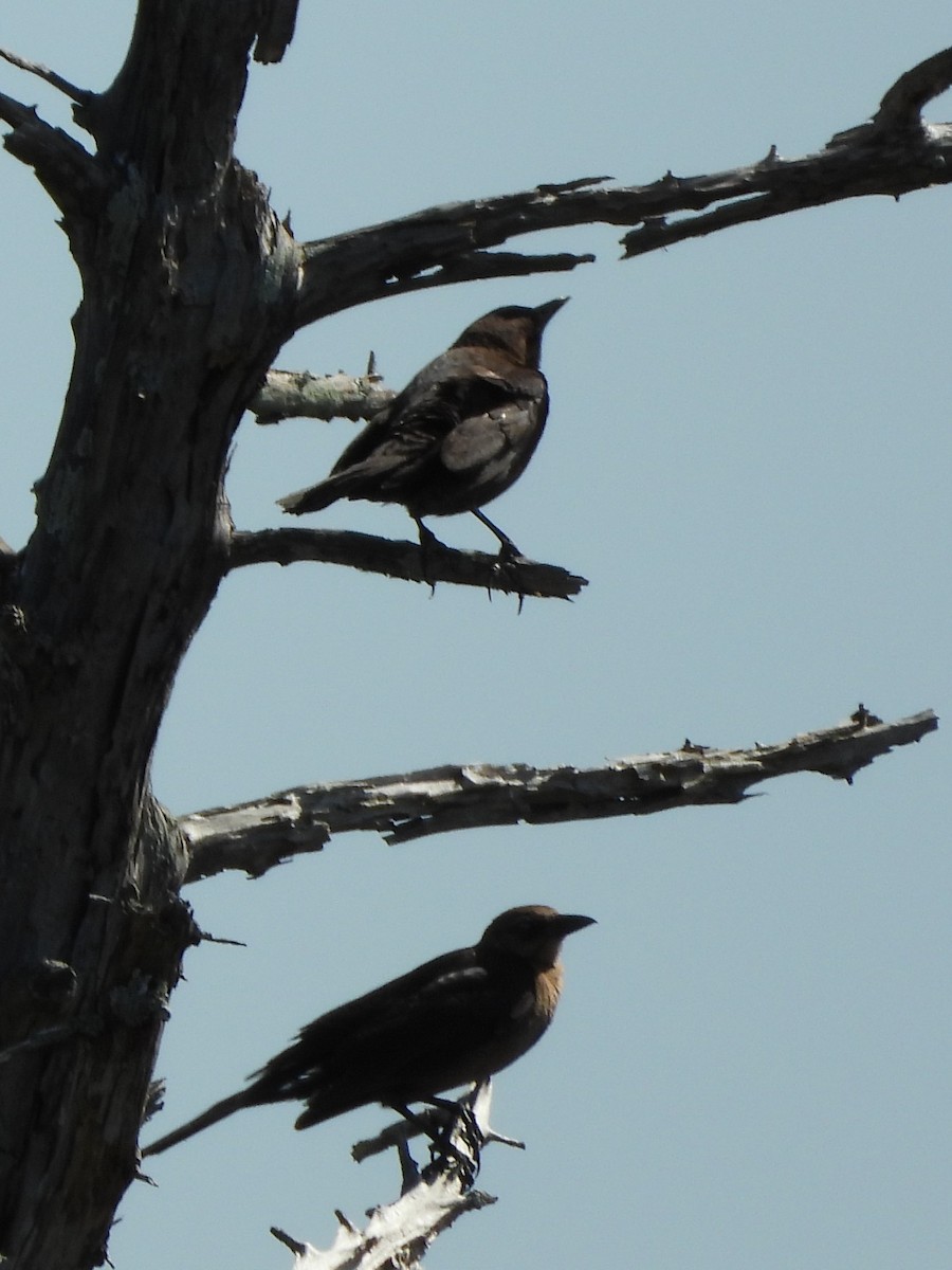 Boat-tailed Grackle - ML209009711