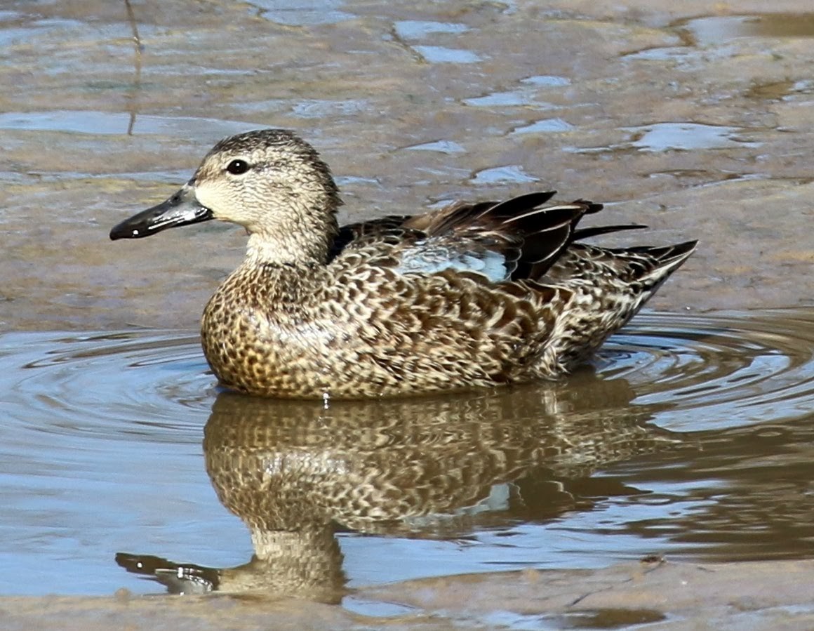Blue-winged Teal - ML209018441