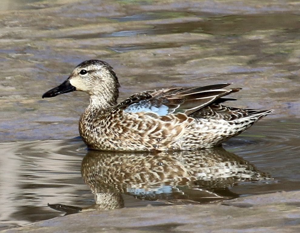 Blue-winged Teal - ML209018491