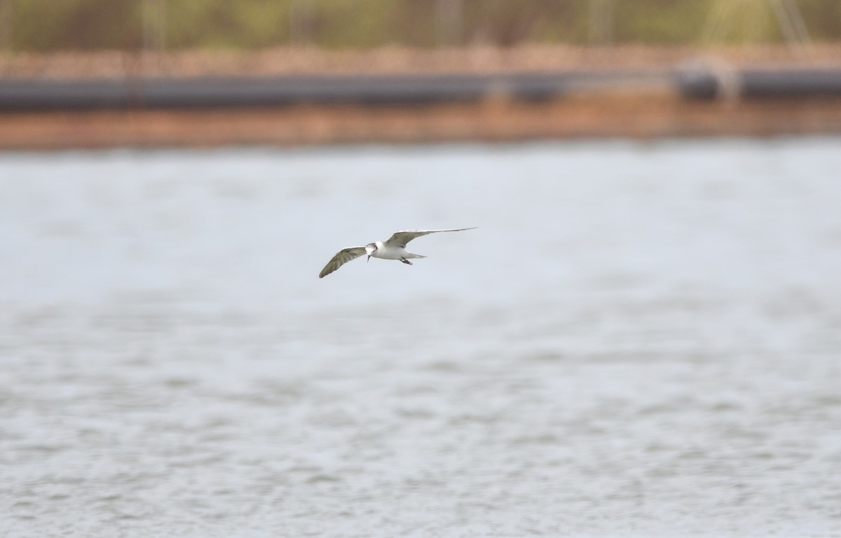 White-winged Tern - ML209020501