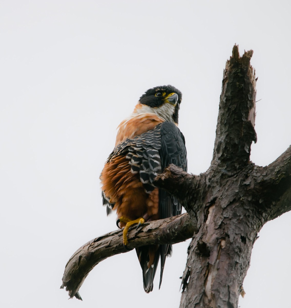 Orange-breasted Falcon - ML209025131