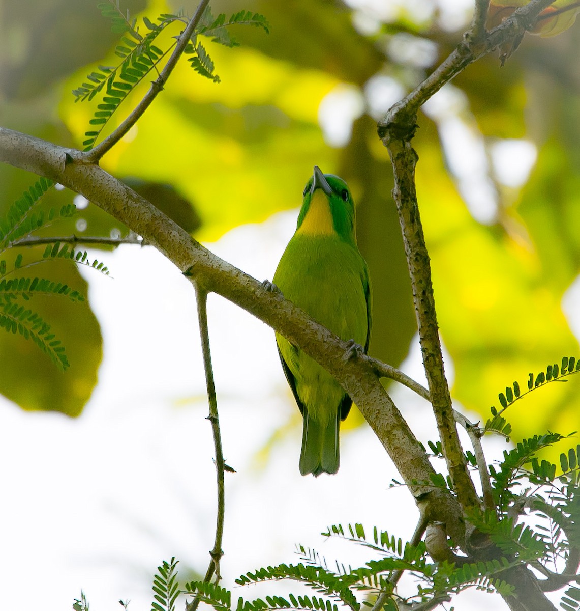 Green Shrike-Vireo - Isaias Morataya