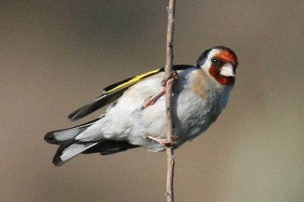 European Goldfinch - Don Sterba