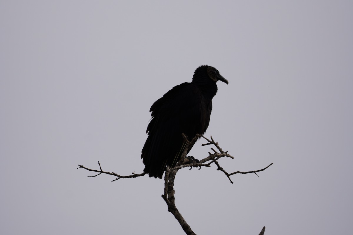 Black Vulture - ML209029931