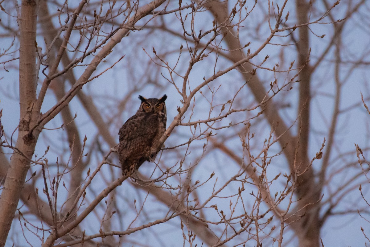 Great Horned Owl - ML209034421