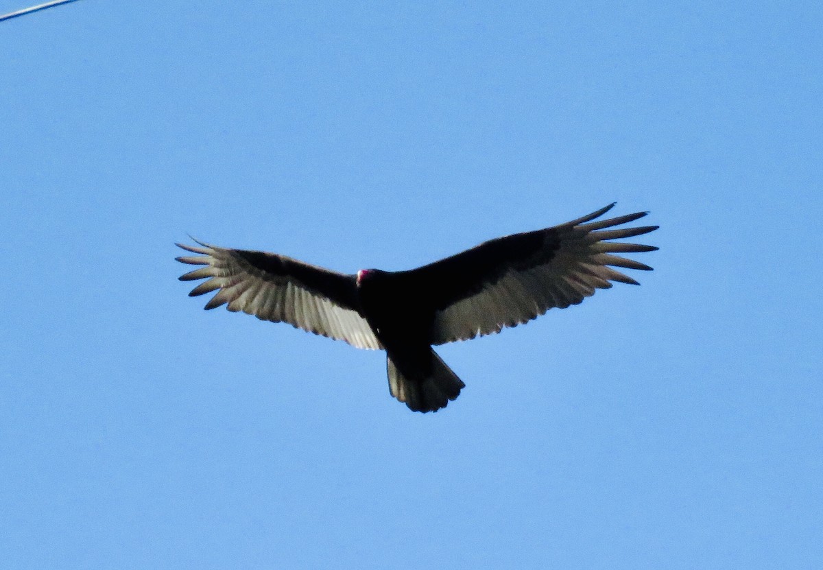 Turkey Vulture - Susan Browne
