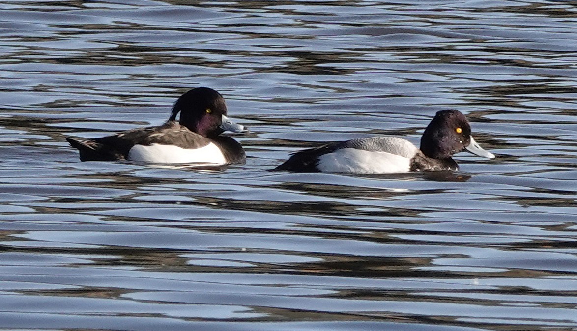 Tufted Duck - ML209037611