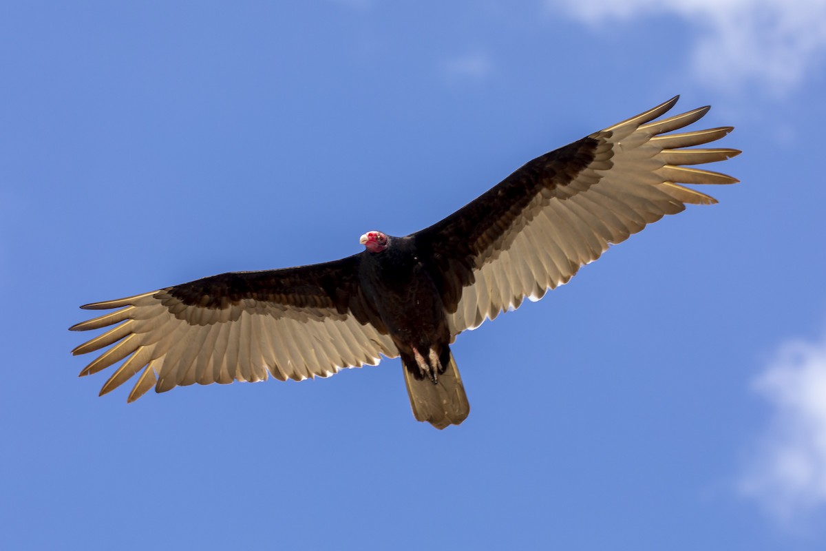 Turkey Vulture - ML209044221