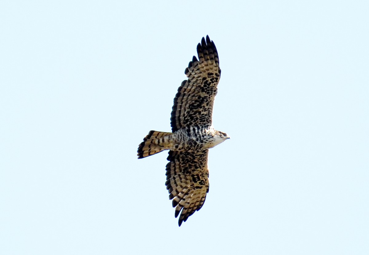 Ayres's Hawk-Eagle - Bruce Wedderburn