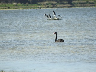 Black Swan, ML209053651