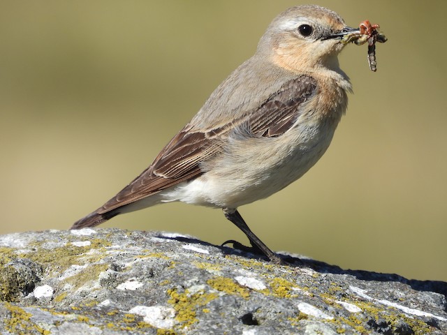 Female <em>O. o. leucorhoa</em>. - Northern Wheatear (Greenland) - 