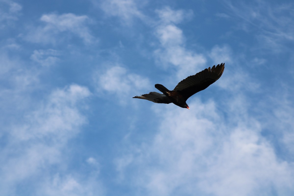 Turkey Vulture - David Lerwill