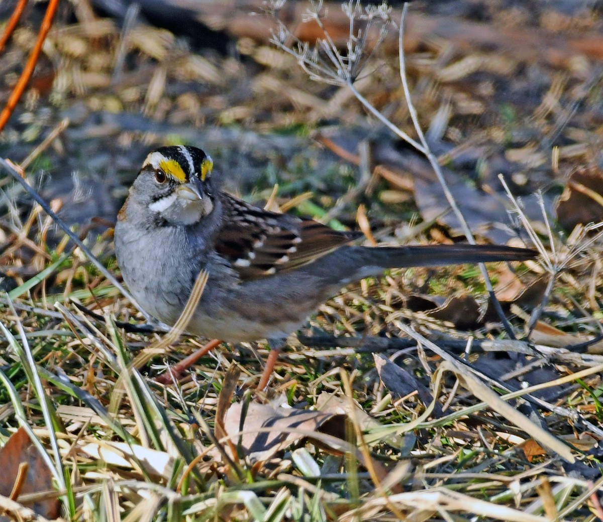 eBird Checklist - 13 Feb 2020 - Willard Bay State Park, Willard US-UT ...