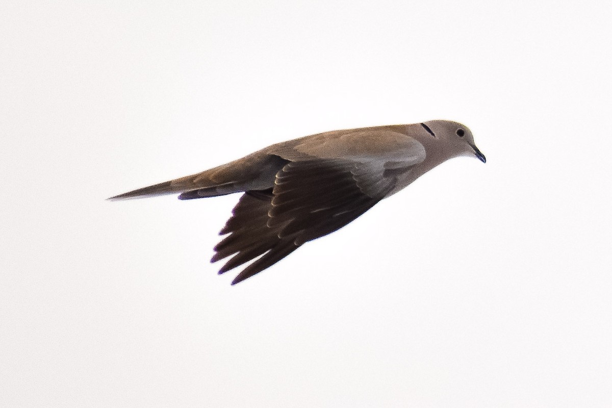 Eurasian Collared-Dove - Ian Wiist