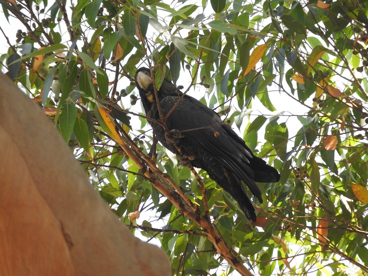 Red-tailed Black-Cockatoo - George Vaughan