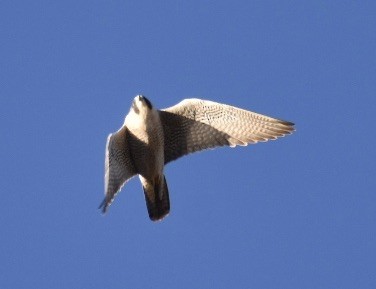 Peregrine Falcon (North American) - ML209060111