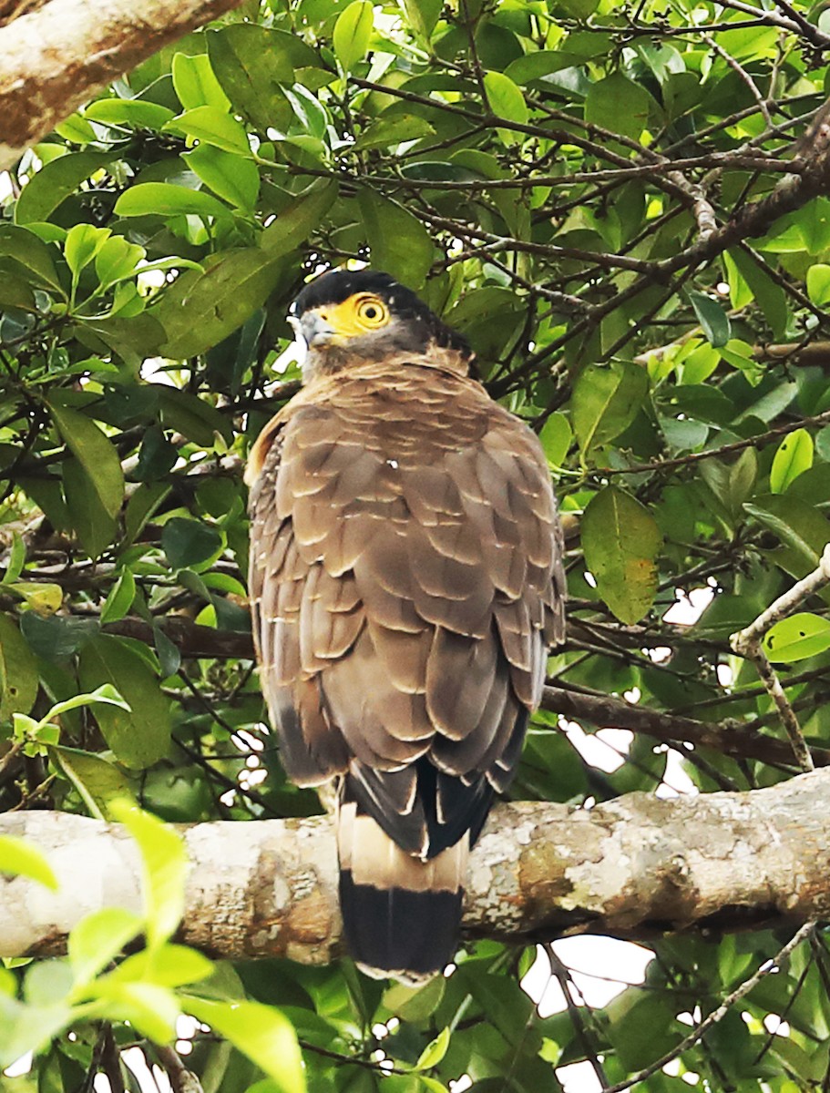 Crested Serpent-Eagle - Ly Lan Le Do