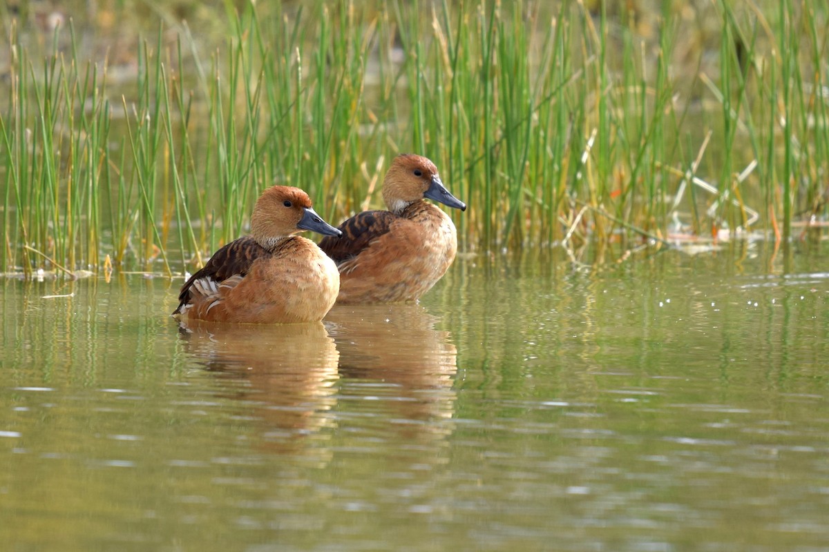 Fulvous Whistling-Duck - ML209061891