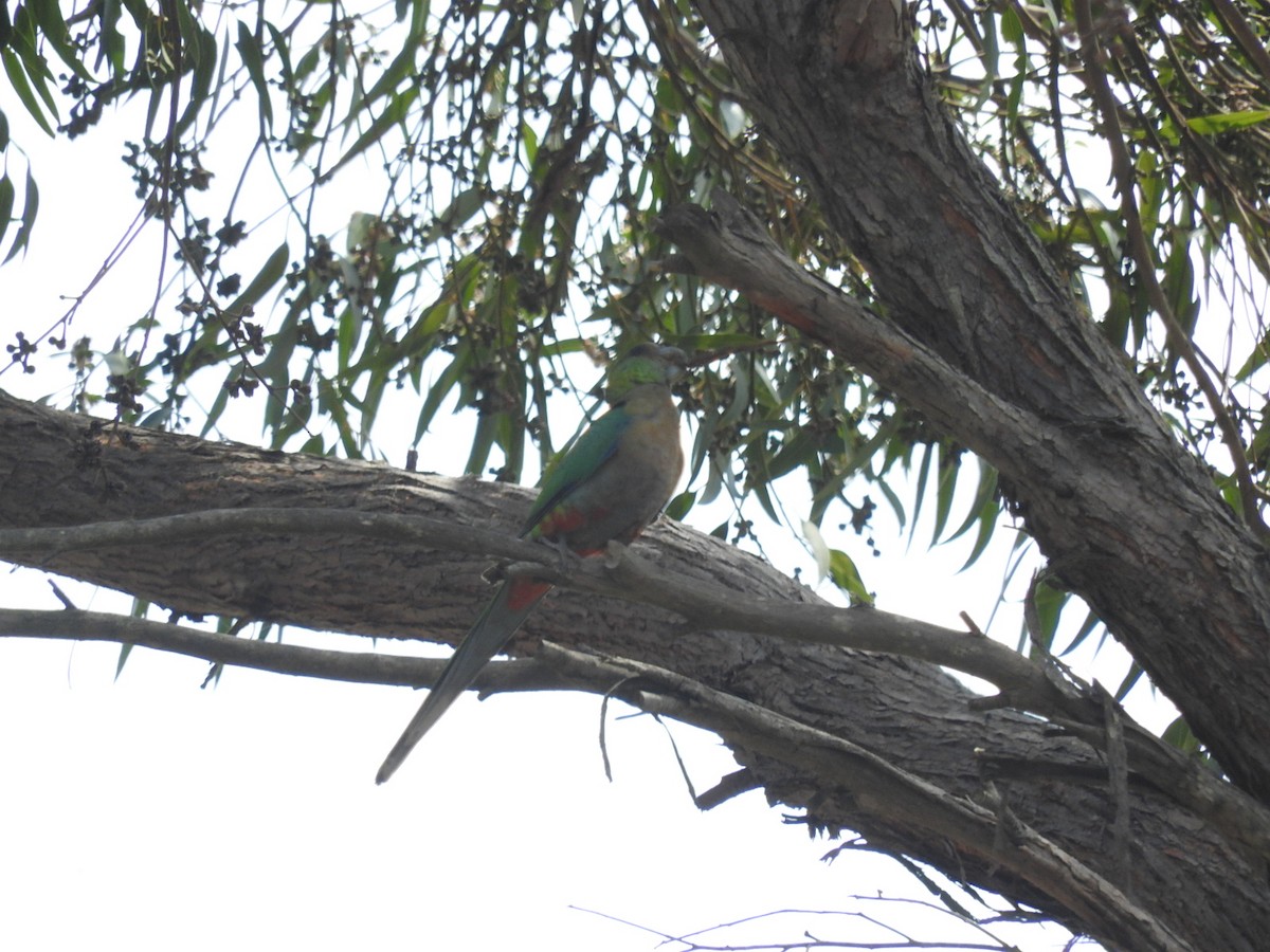 Red-capped Parrot - ML209066321