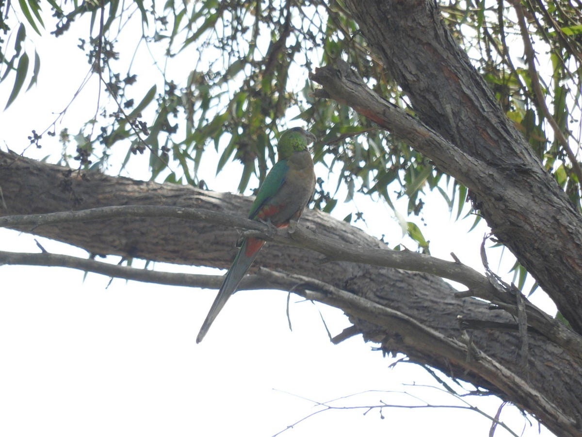 Red-capped Parrot - ML209066371
