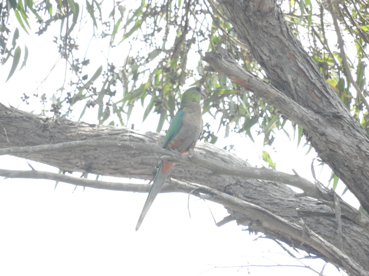 Red-capped Parrot - ML209066391