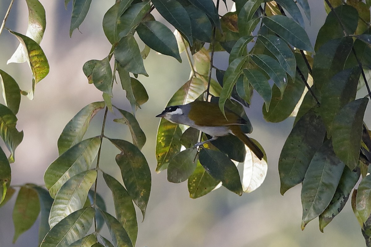 Gray-crowned Palm-Tanager - ML209066701