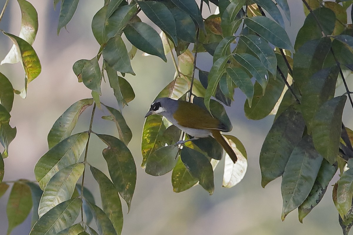 Gray-crowned Palm-Tanager - Holger Teichmann