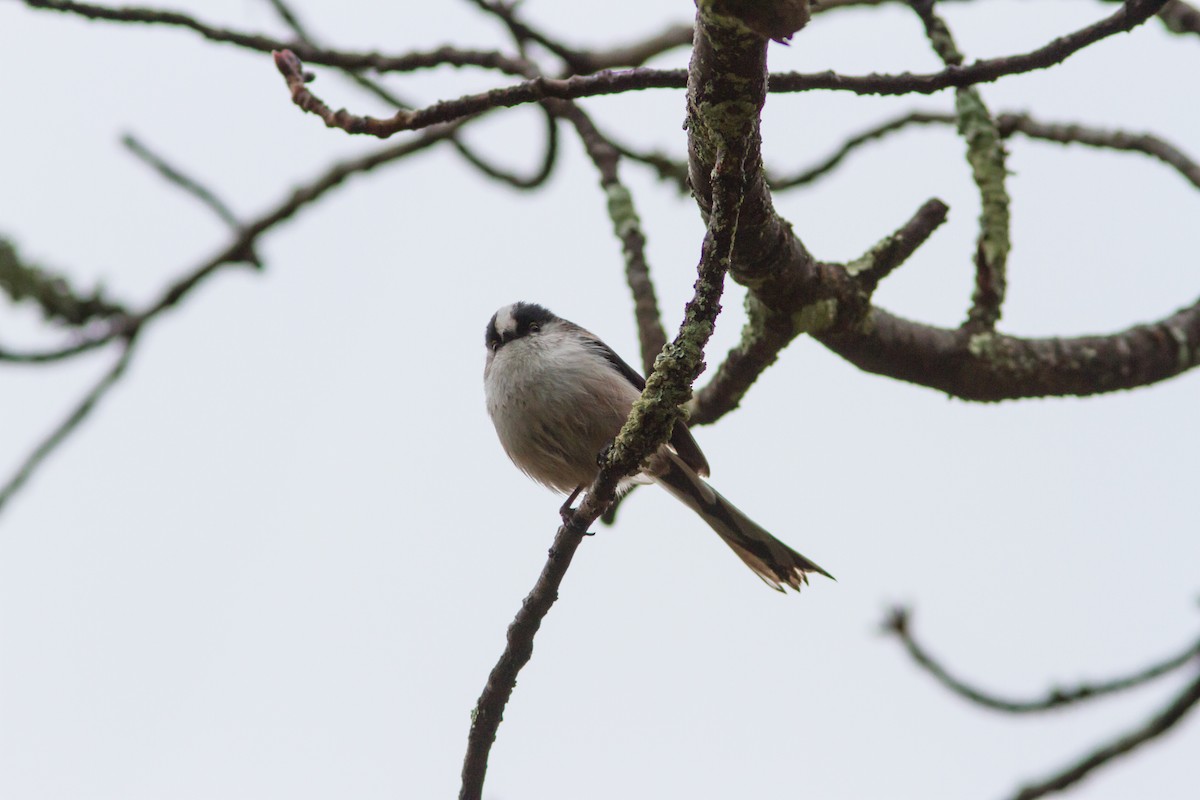 Long-tailed Tit - Paul Hyde