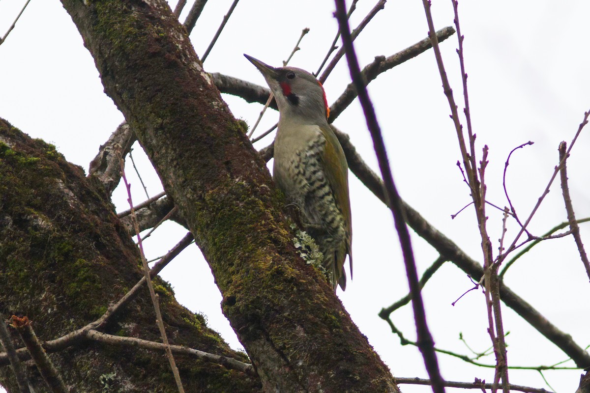 Japanese Woodpecker - Paul Hyde