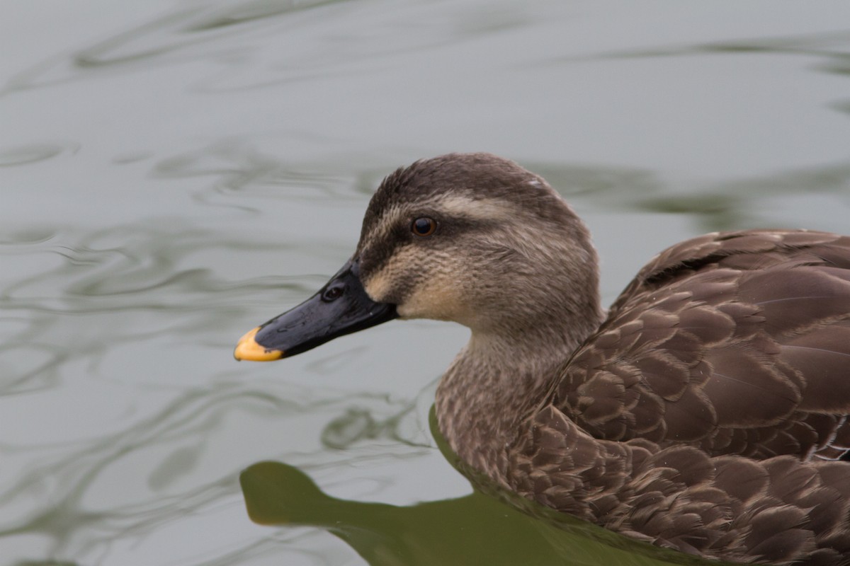 Eastern Spot-billed Duck - Paul Hyde