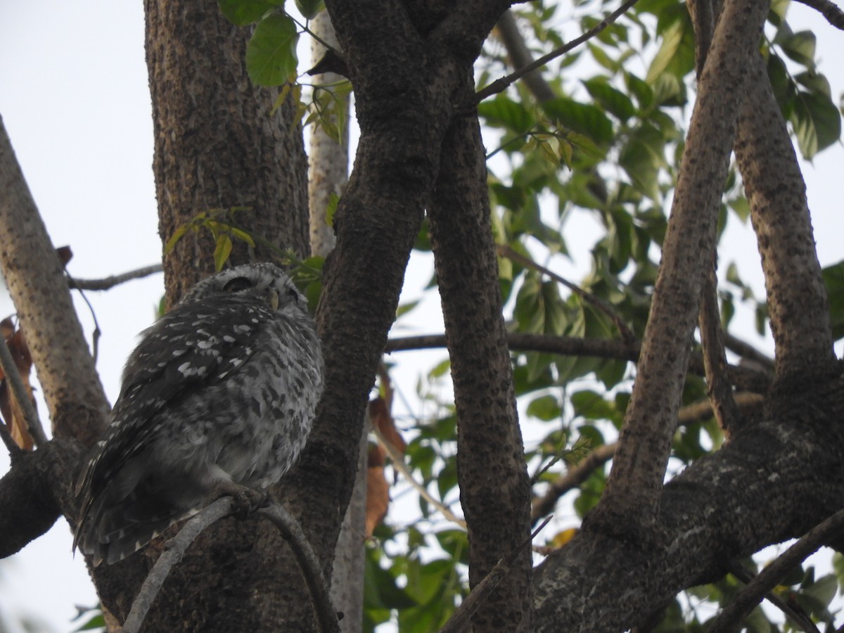 Spotted Owlet - ML209071801