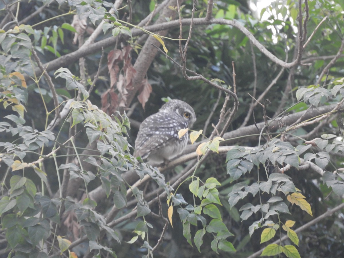 Spotted Owlet - ML209071811