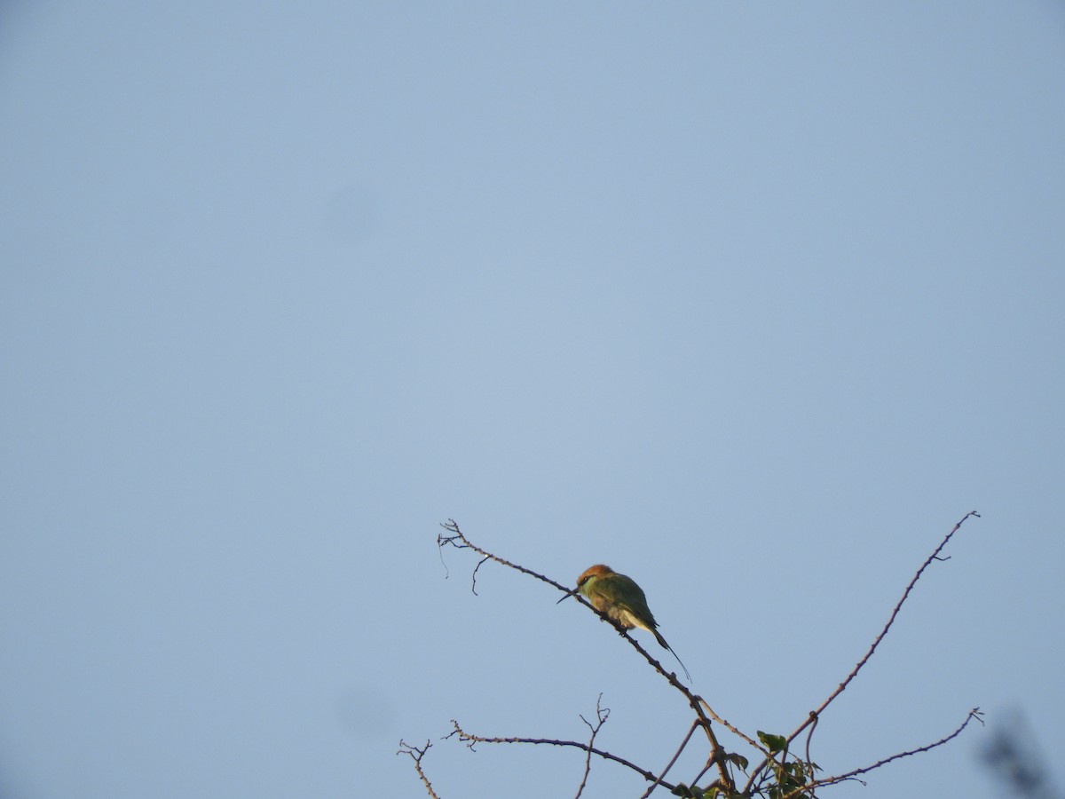 Asian Green Bee-eater - Dayani Chakravarthy