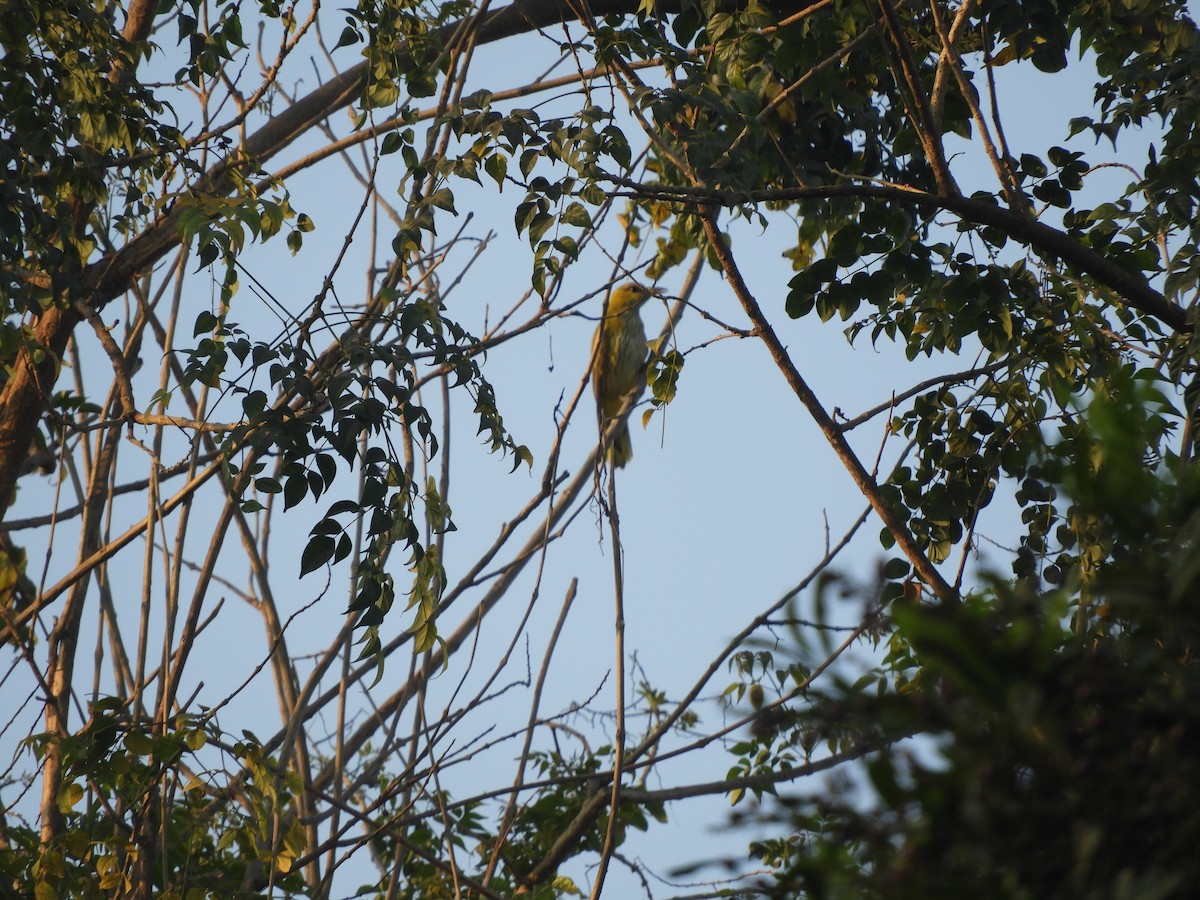 Indian Golden Oriole - ML209071851
