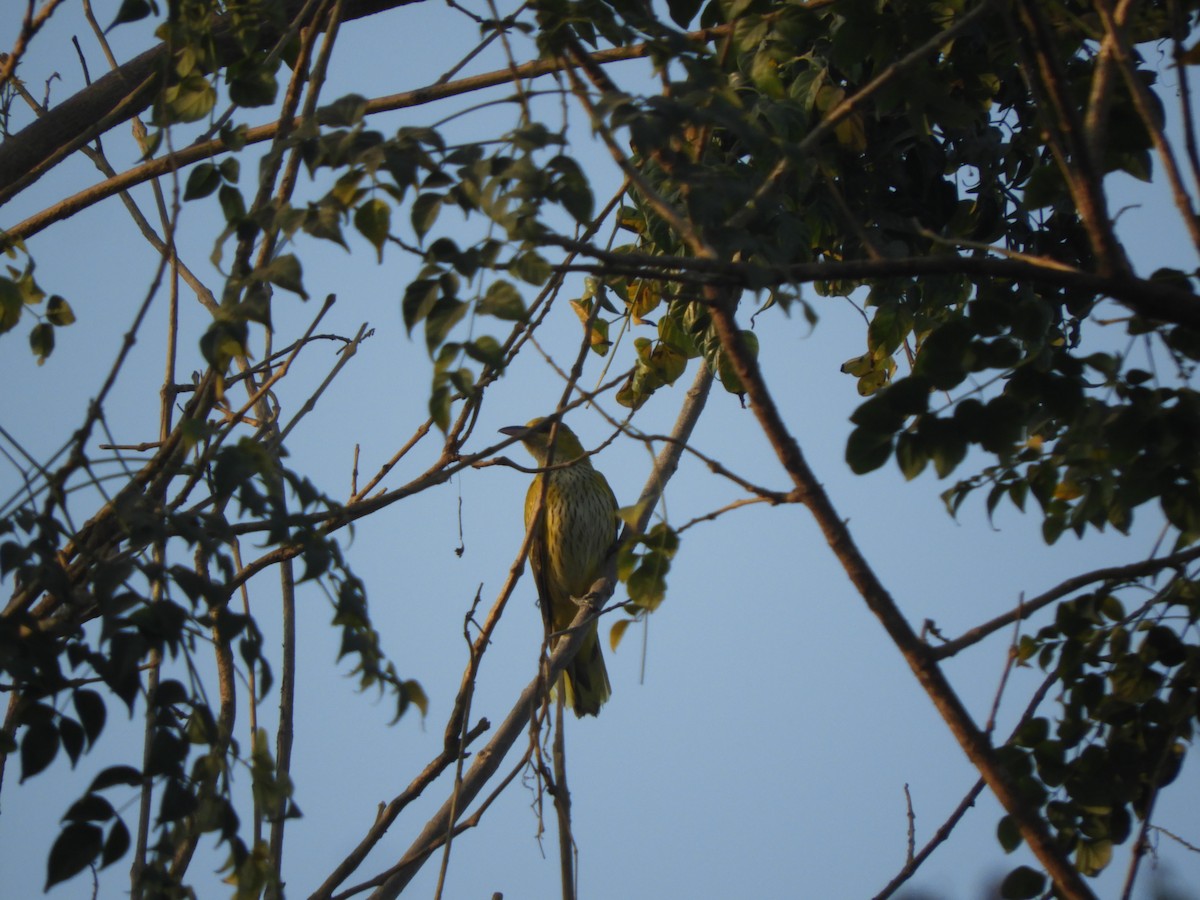 Indian Golden Oriole - ML209071911