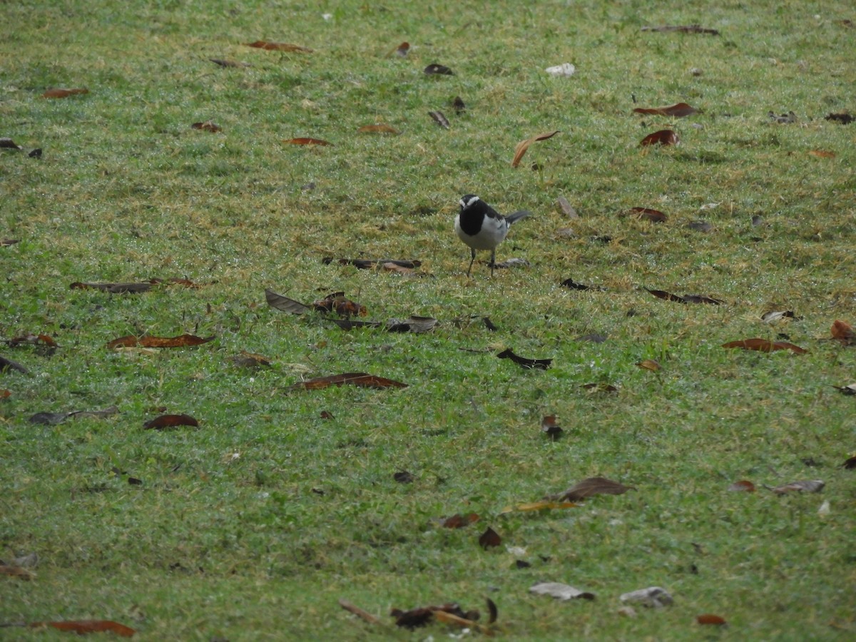 White-browed Wagtail - ML209072191