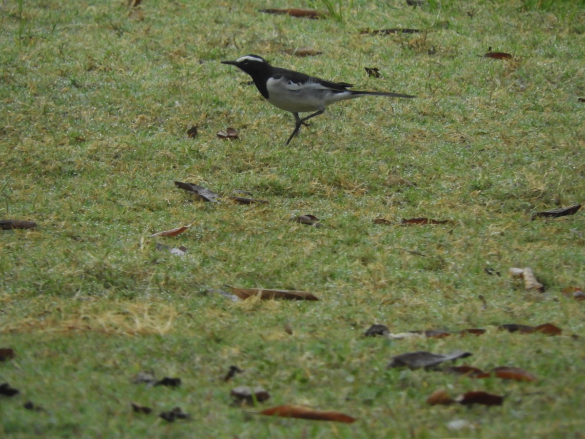 White-browed Wagtail - ML209072201