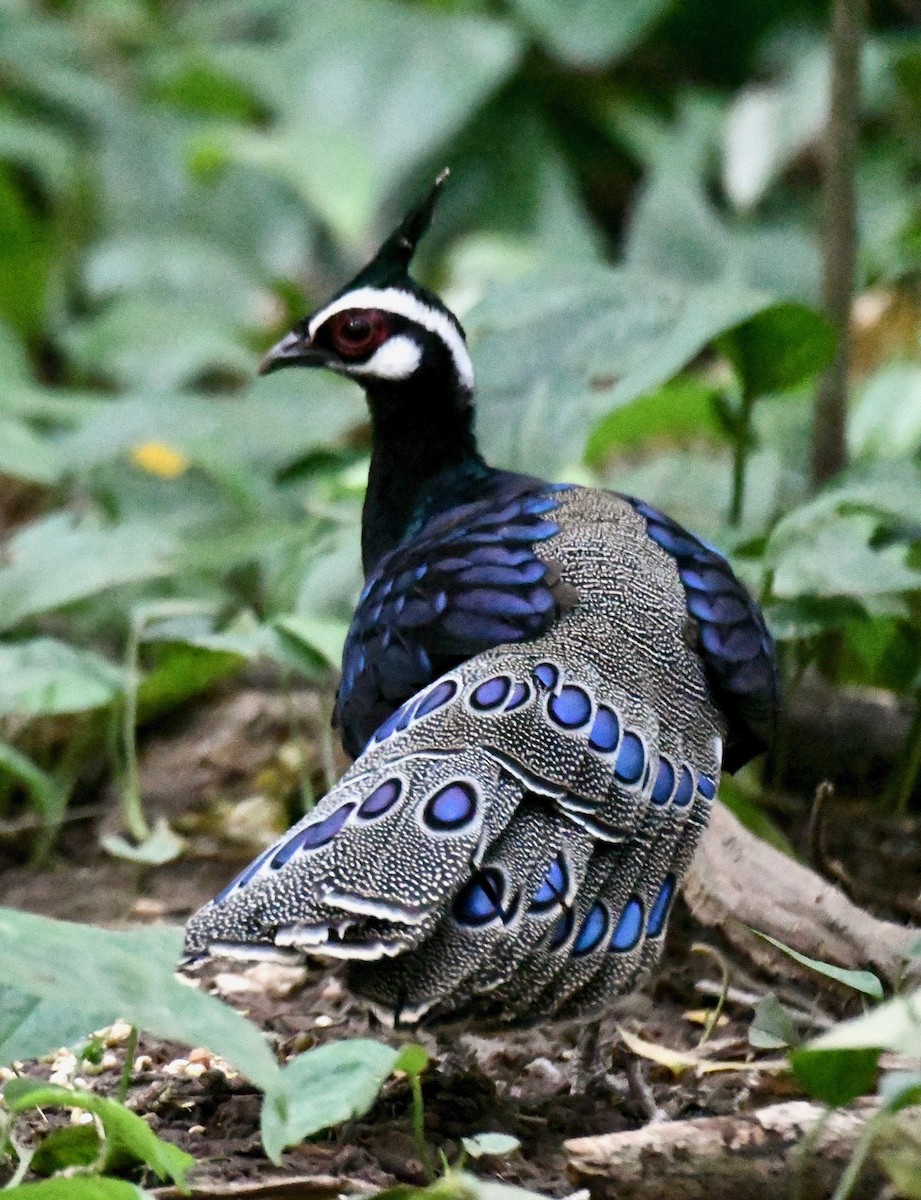 Palawan Peacock-Pheasant - ML209073091
