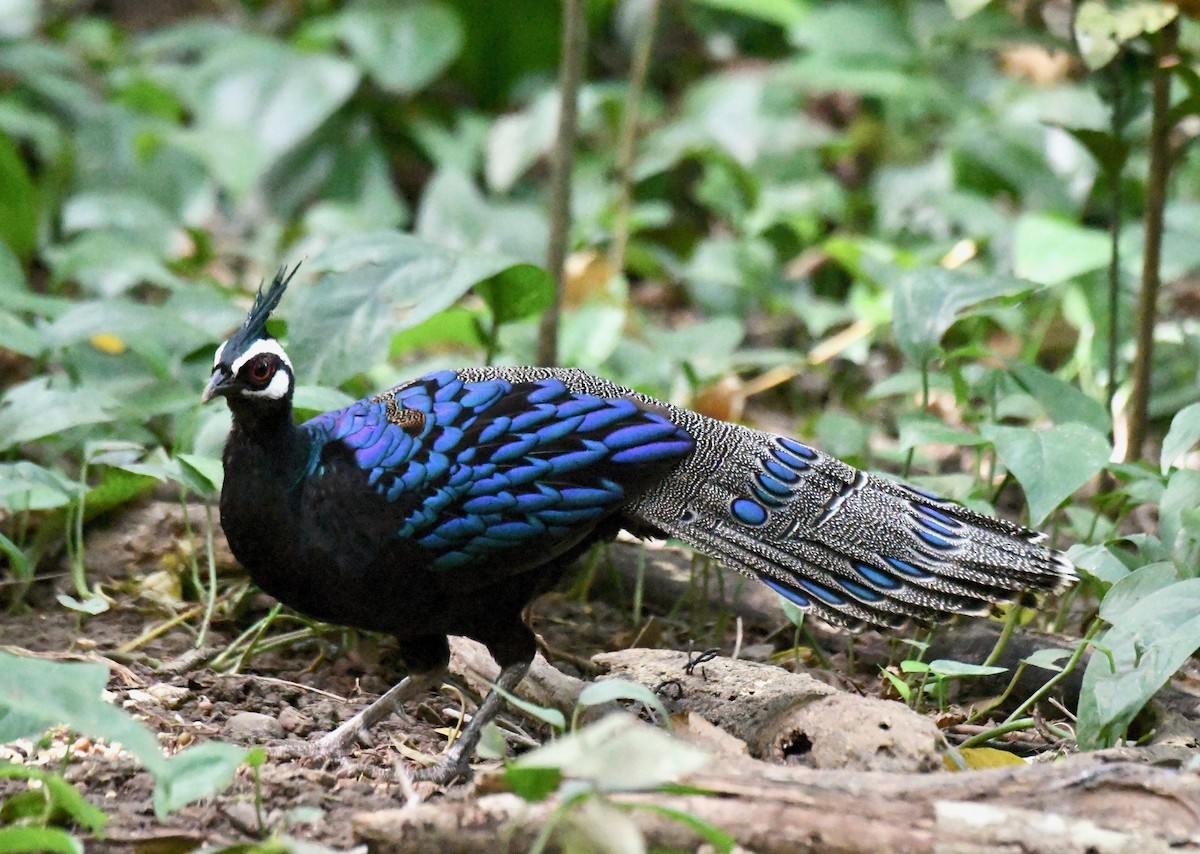 Palawan Peacock-Pheasant - ML209073121
