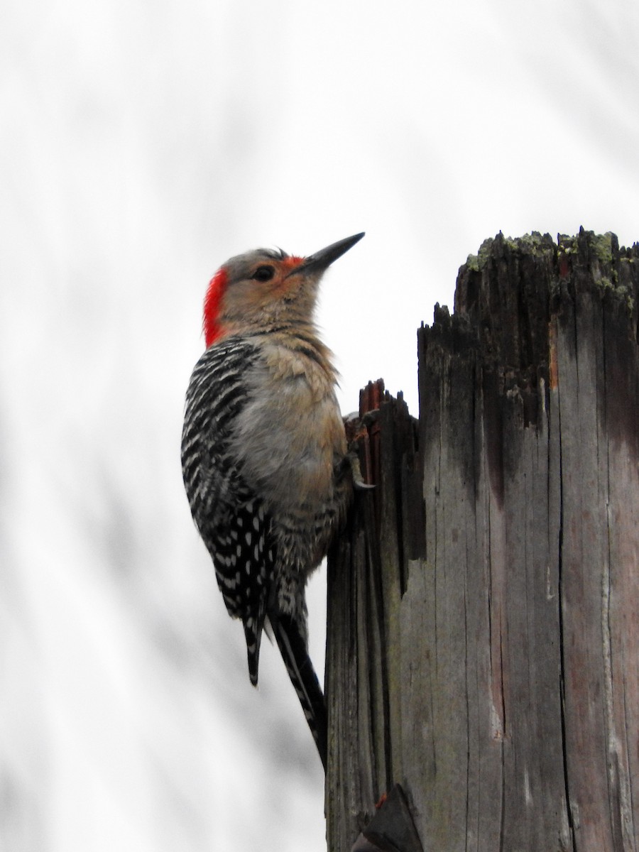 Red-bellied Woodpecker - David Waxler