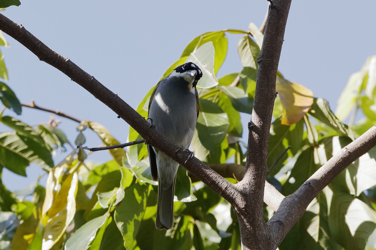 Gray-crowned Palm-Tanager - ML209074011