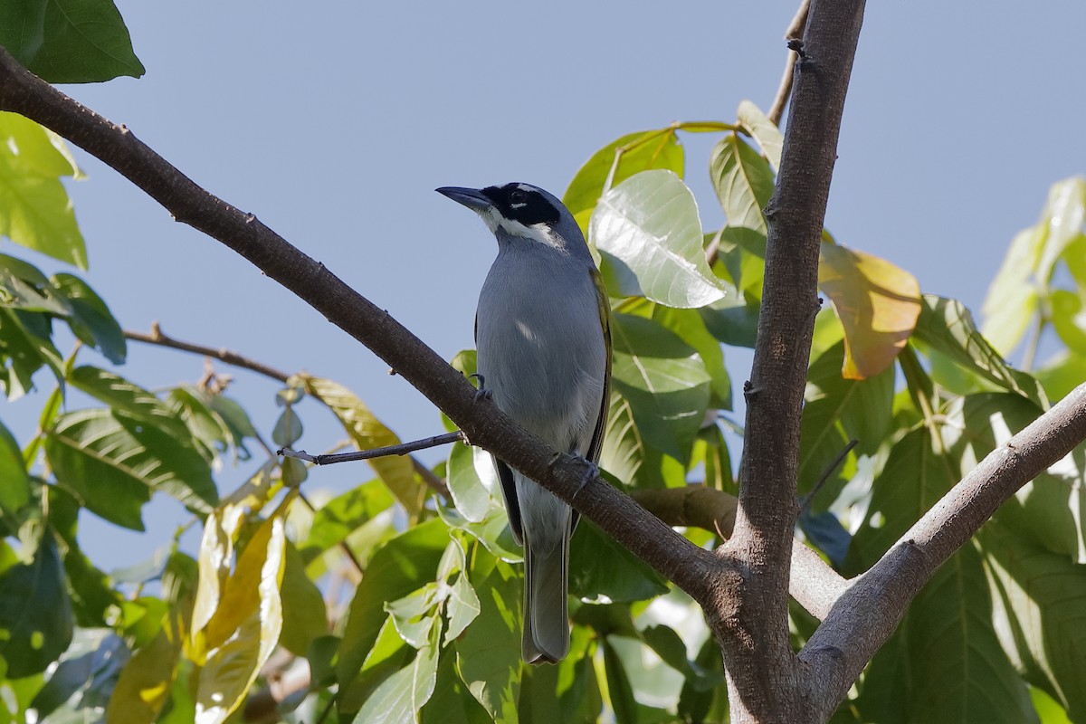 Gray-crowned Palm-Tanager - ML209074021
