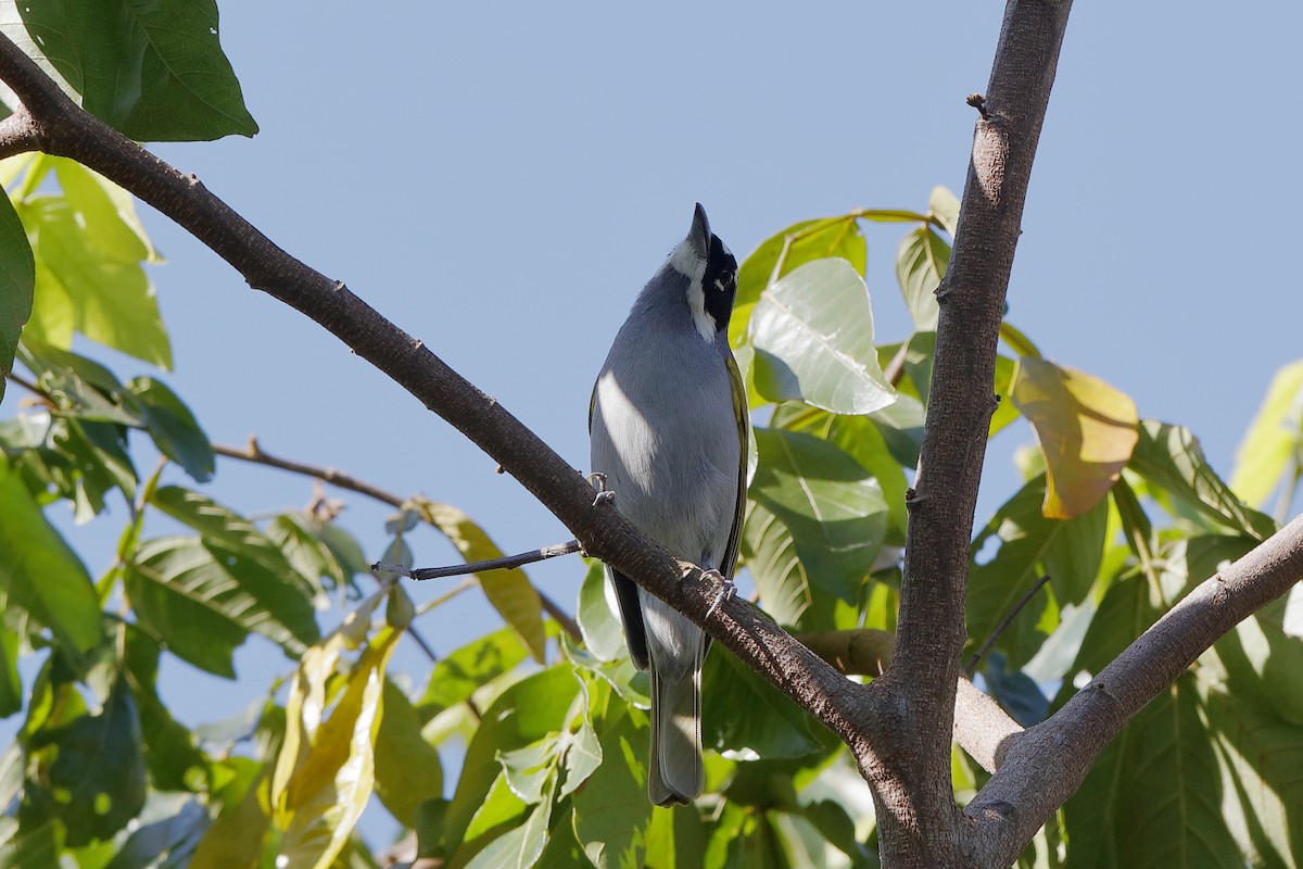 Gray-crowned Palm-Tanager - ML209074031